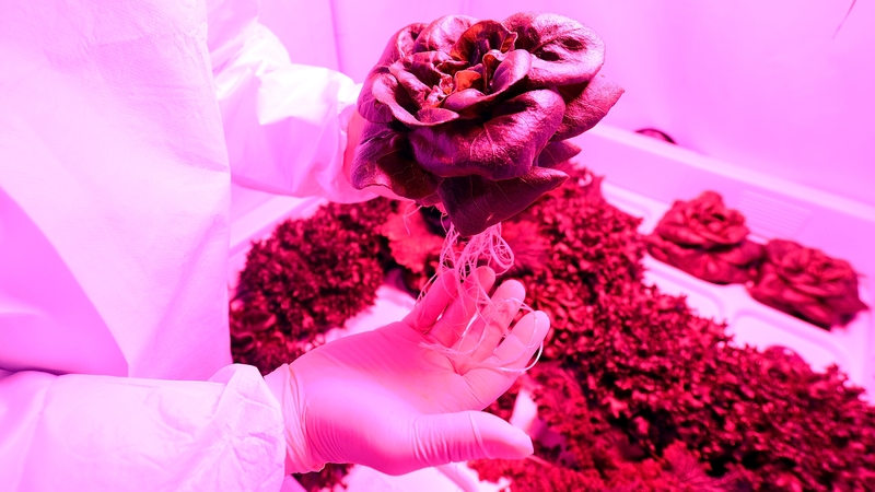 The red romaine lettuce was grown in a special plant-growing box called Veg-01