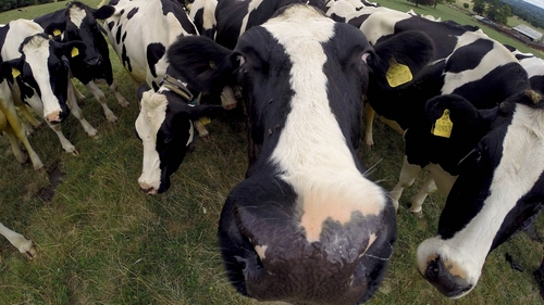 "Milk and dairy products are the major dietary sources of iodine"