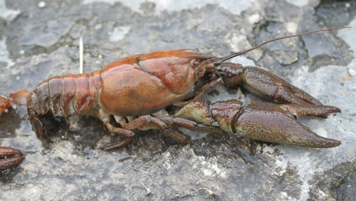US crayfish species are resistant to the plague but can act as a carrier, and can also out-compete Ireland's smaller native crayfish