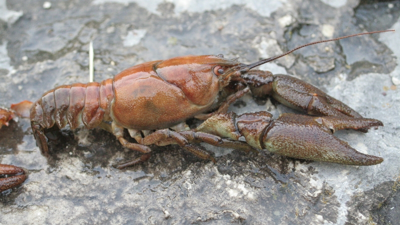 US crayfish species are resistant to the plague but can act as a carrier, and can also out-compete Ireland's smaller native crayfish