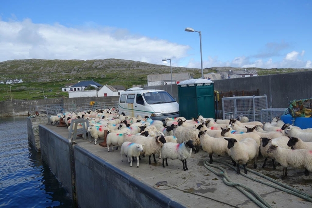 Sheep on Inishturk Pier (Pic: Derek Fetherstone)