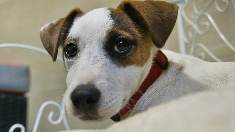 The Jack Russell (not pictured) was found by his owners with a number of wounds on Saturday
