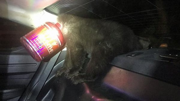The bear cub got its head firmly stuck in a plastic tub (Pic: @CSPDPIO)