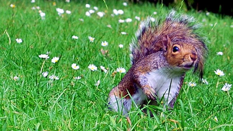 A squirrel in The Botanic Gardens, Dublin (Pic: Marie Mc Gowan)