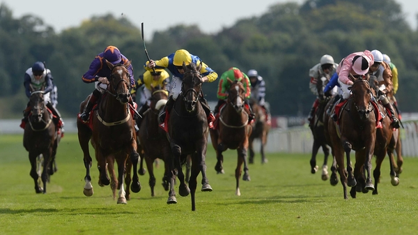 The fragile but talented Litigant (yellow and blue silks) has won six of his eight lifetime starts