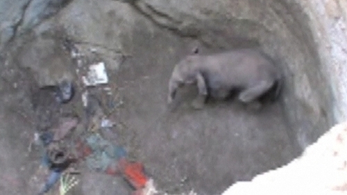 Villagers said the elephant likely fell while wandering with a herd at night