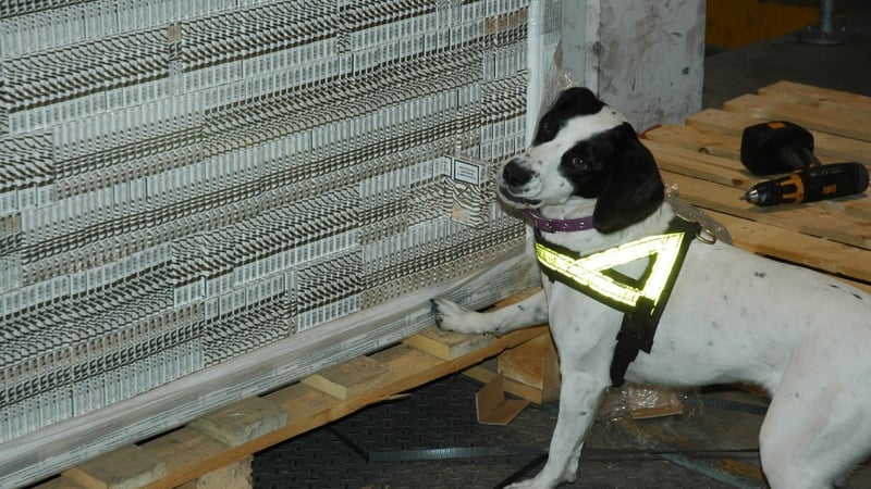 The detection dog "Casey" uncovered the cigarettes