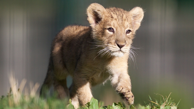 Awwww. Suggestions for names to DublinZoo.ie Photos: Patrick Bolger