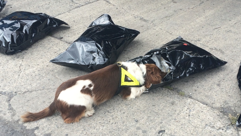 The drugs were discovered with assistance from Revenue's sniffer dog Meg