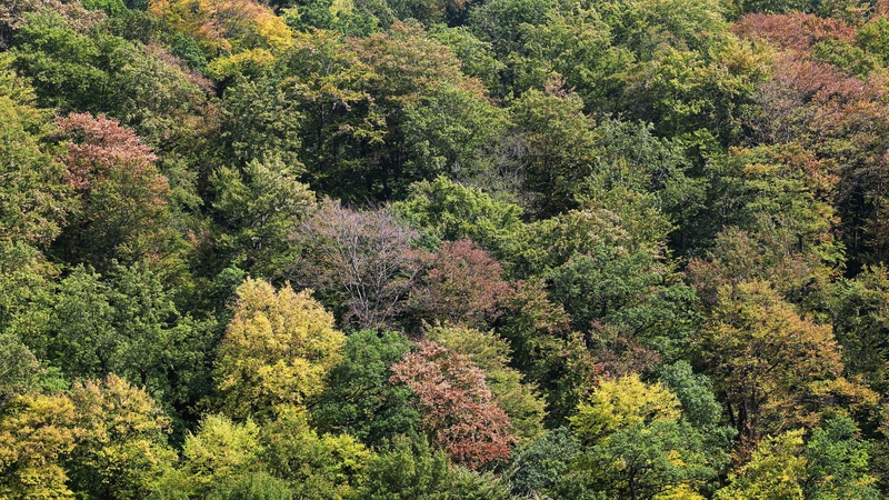 Around 15 billion trees are currently being lost each year