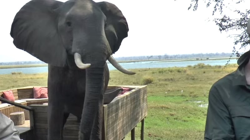 Former US President Barack Obama had banned the imports of lion and elephant trophies