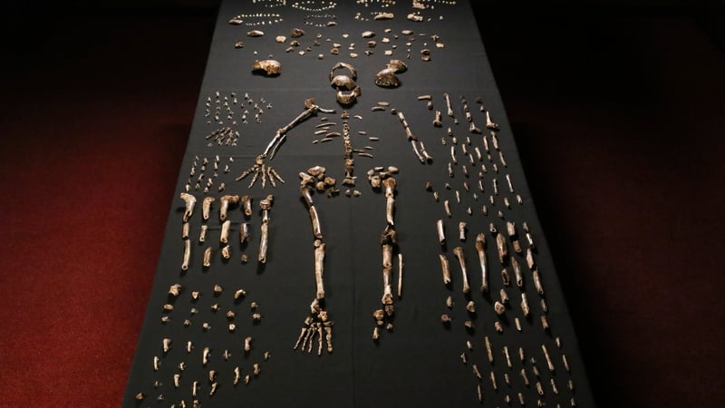 Fossils were found deep in a cave system (All images/infographics courtesy of University of Witwatersrand)