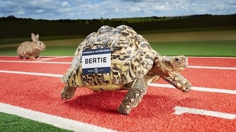 Bertie, a South African leopard tortoise, has raced his way into the records book