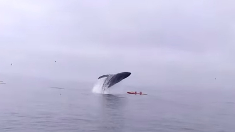 The incident was filmed by a passenger on a whalewatching trip