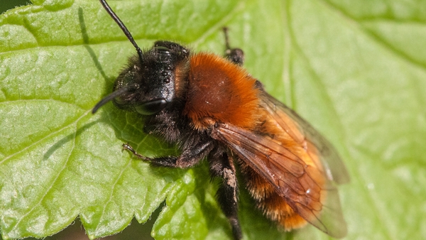 Pollinators play a vital role in human food production