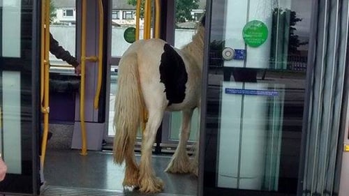 The horse was taken off the Luas before it departed (Pic: JOE.ie)