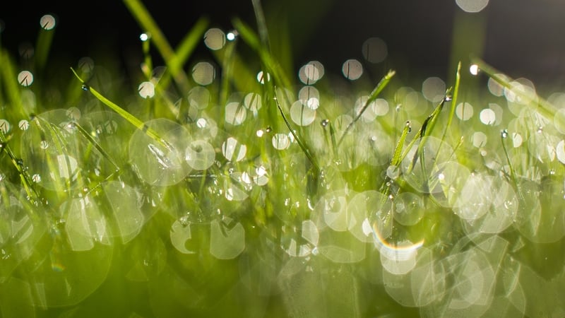 "What we saw from the study was that mixing gave a strong diversity effect and therefore higher yield"