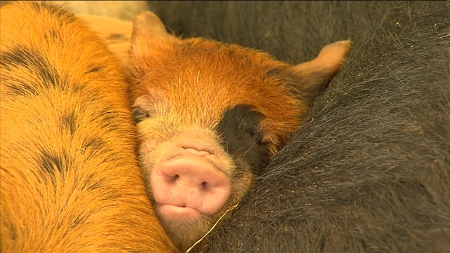 A pig takes a nap as crowds walk by