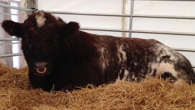 A bull called 'Lowtown Ireland' is among the animals at this year's event