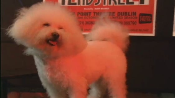 Dog Audition For ‘42nd Street’ 1990