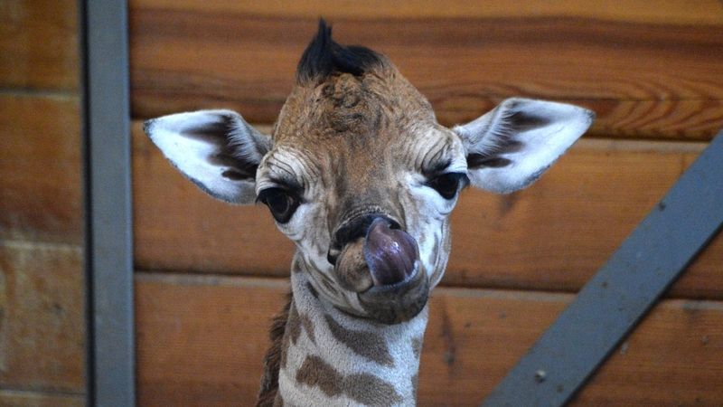 Researchers found evidence of humming with a 'rich harmonic structure'