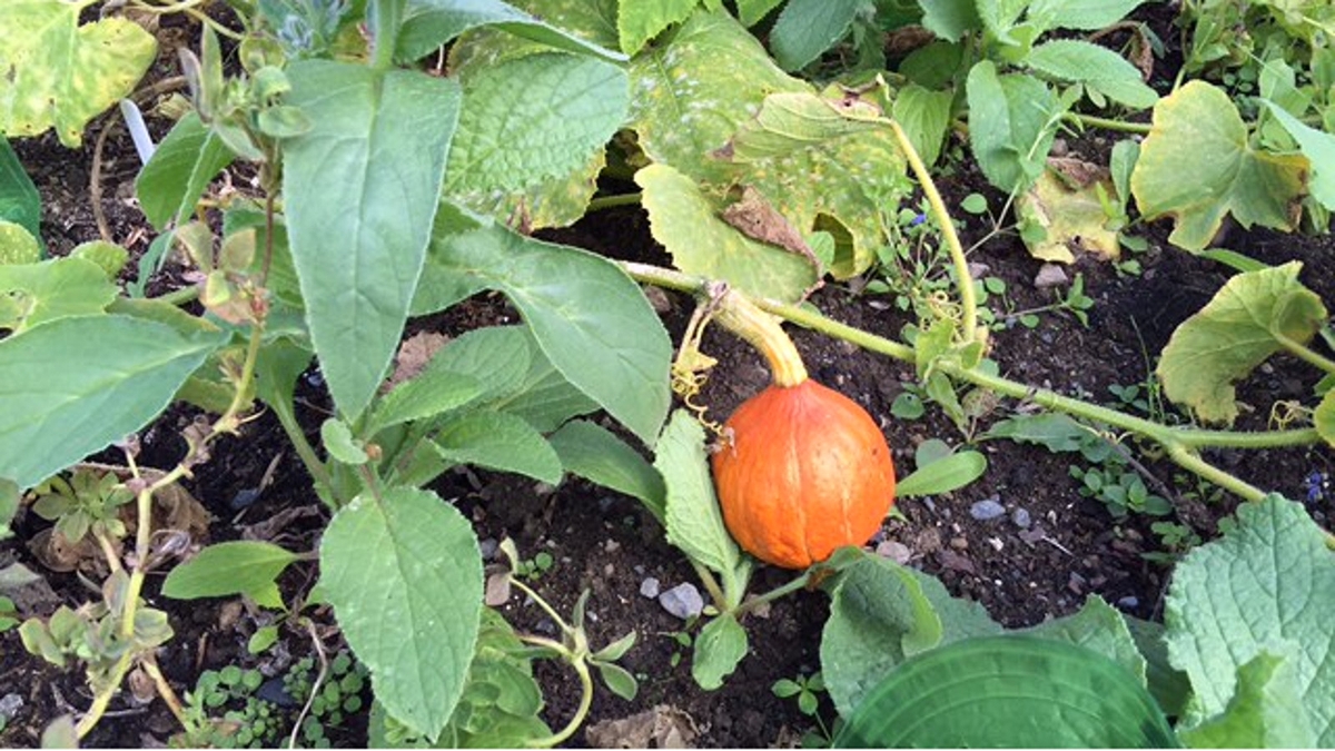 Home grown vegetables face competition