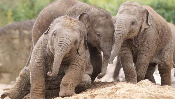 Half price entry to Dublin Zoo this weekend