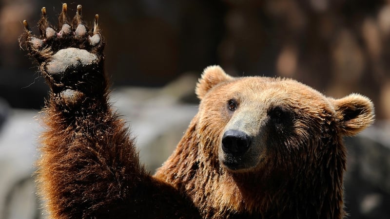 Wildlife managers advise carrying bear spray to ward off attacks