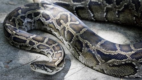 Police arrived on scene to see man not breathing with the snake wrapped around his head and neck