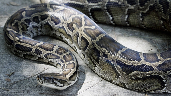 Police arrived on scene to see man not breathing with the snake wrapped around his head and neck
