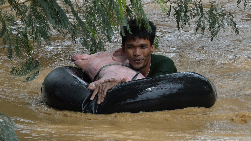 A resident uses an inflatable inner tyre tube to help him and a rescued pig stay afloat in Santa Rosa, north of Manila