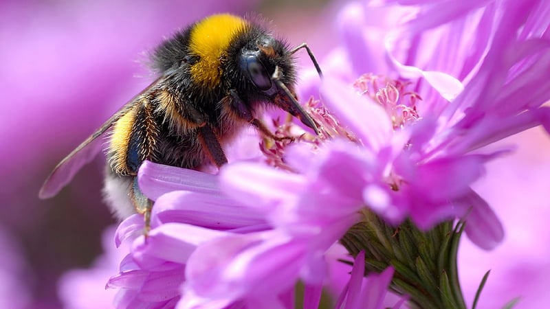 The bumblebee at work