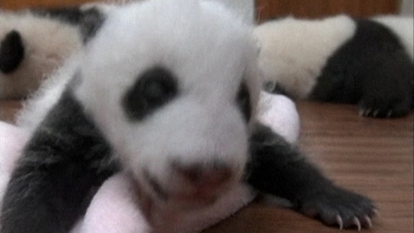 Six pairs of panda twins on display in China