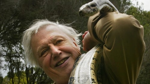 David Pocock will organise tickets for David Attenborough if he wants to get to the final on Saturday