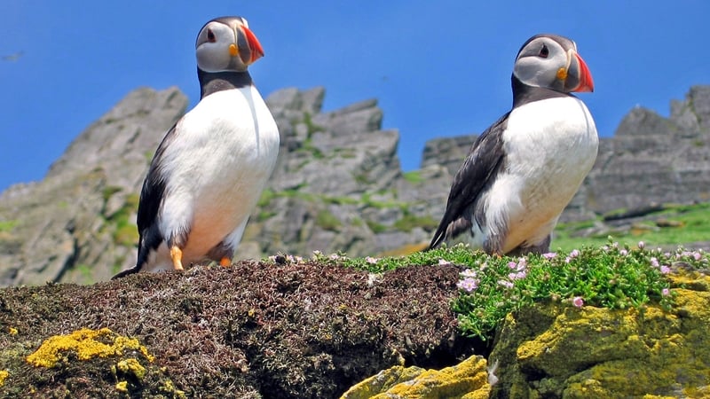 Puffins on Sceilg Mhichíl
