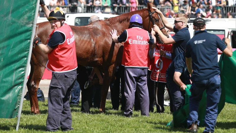 Red Cadeaux emerges from behind the screens at Flemington after having been pulled up in the Melbourne Cup