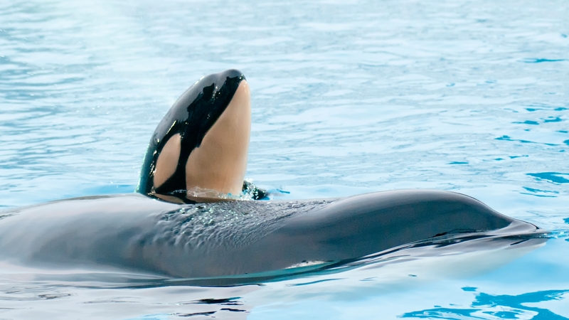 Experts have warned up to half the world's orca population could disappear over the next 30-50 years