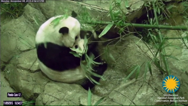 One small step for panda... baby takes first steps at Smithsonian