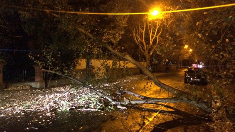 A fallen tree on Shrewsbury Road, Dublin