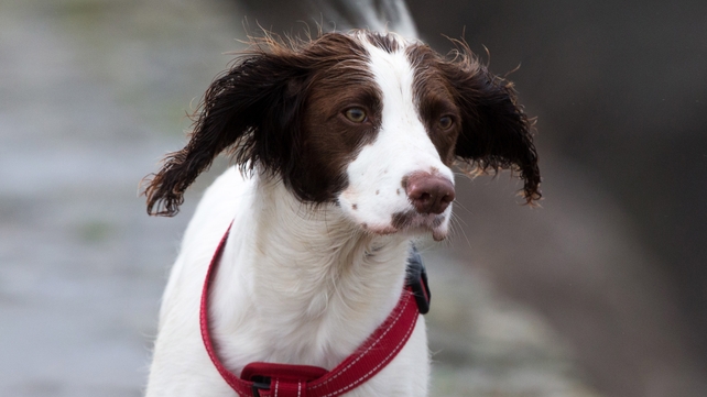 A dog braves Barney in Porthcawl, Wales