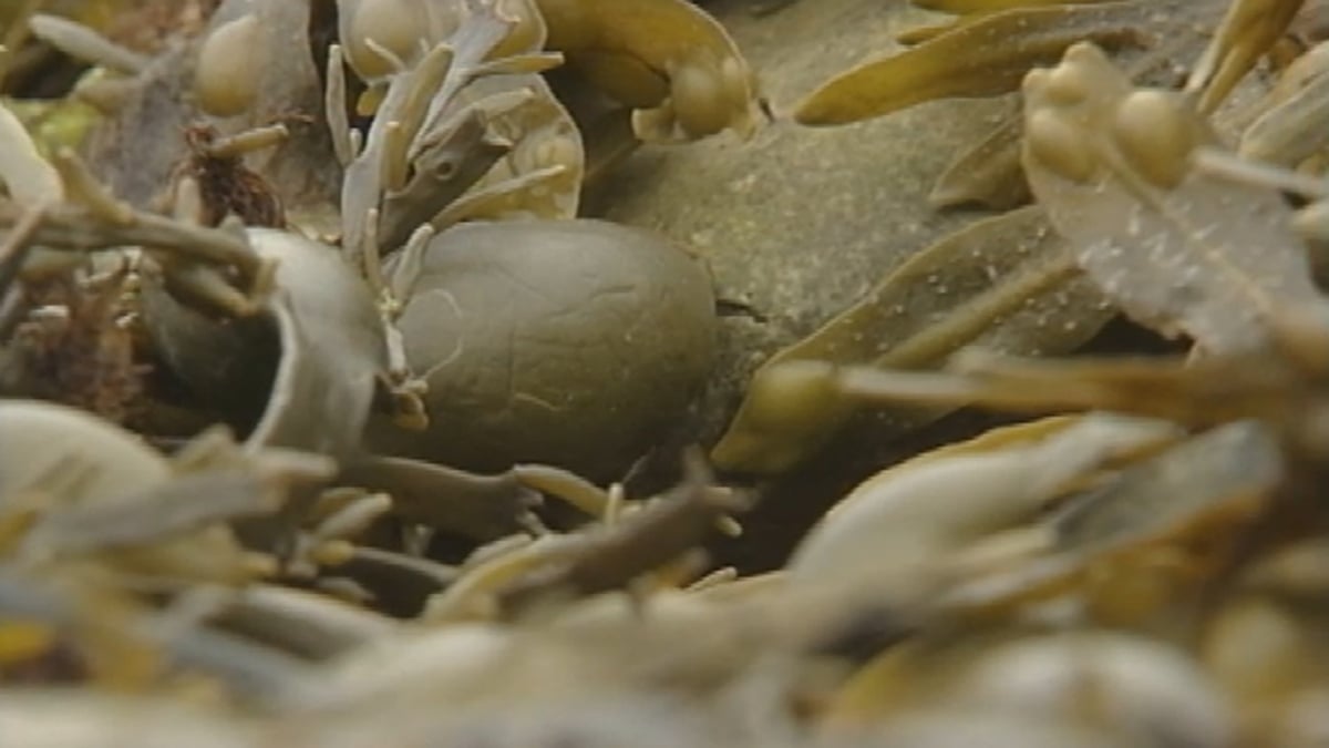 Explore your shore: Seaweed