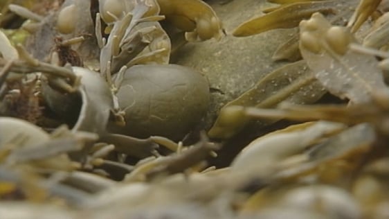 Seaweed