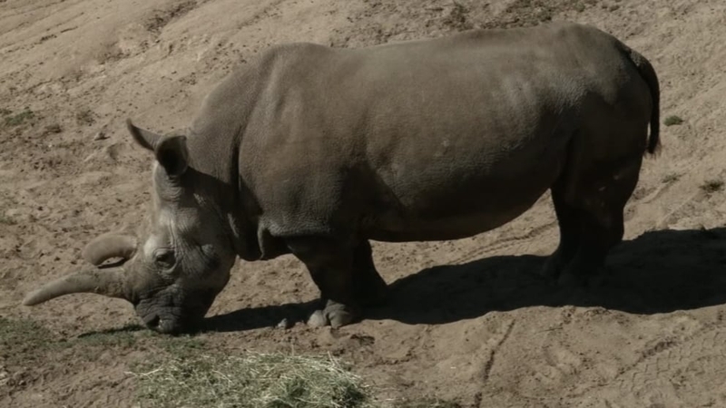 Nola was brought to the zoo in 1989 as part of a breeding programme