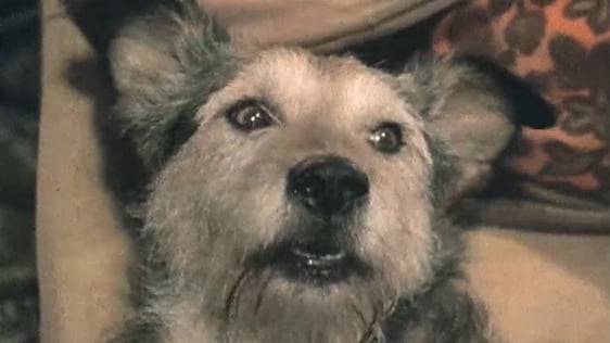 Sully Singing Dog (1975)