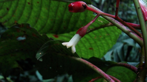 Sommera cusucoana is part of the coffee family