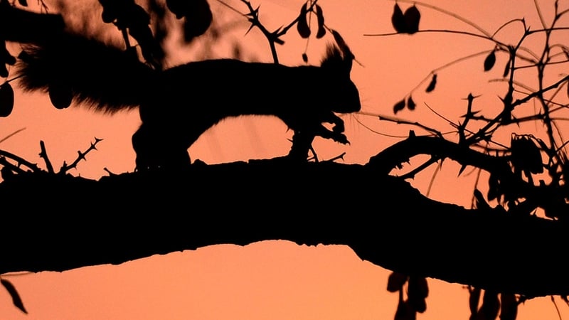 Around 20 squirrels a year are being killed on the road at Friarstown in Co Limerick