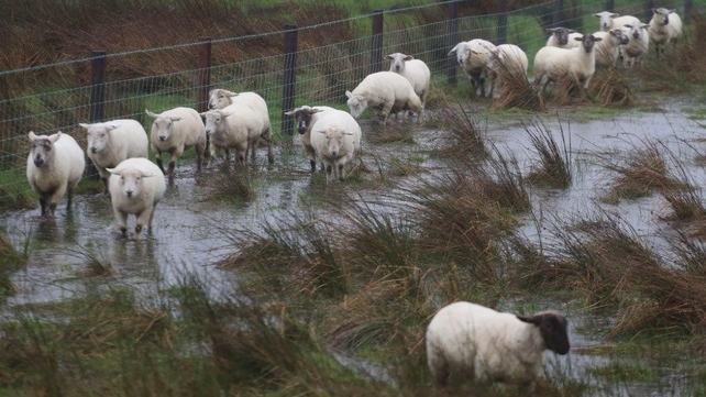 Rising water levels in Longford are posing problems for livestock (Pic: Tiernan Dolan)