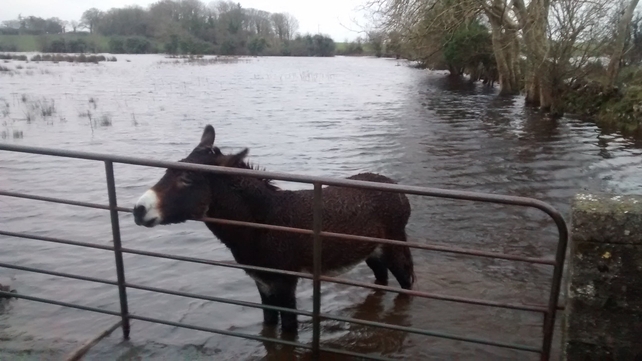 A donkey in Tuam, Co Galway (Pic: Joe Dempsey)