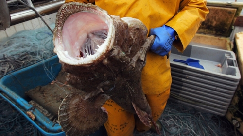 There will be a 20% increase in the monkfish quota in the northwest