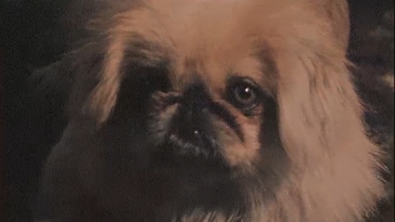 Bunty (1975)